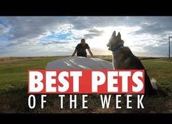 Enlace a Los animales más adorables que hemos conocido esta semana