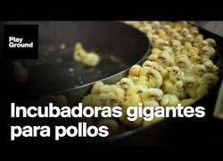 Enlace a Así son las nuevas granjas de pollos en China