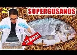 Enlace a Supergusanos carnívoros vs pescado
