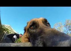Enlace a Nunca te fíes de dejarle una GoPro a un pastor alemán porque puede que no te la quiera devolver