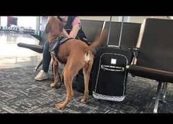 Enlace a Increíble como preparan a los perros para que detecten la ansiedad/pánico en una persona