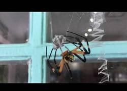 Enlace a Araña de pesadilla