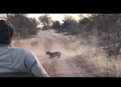 Enlace a Un feroz leopardo interrumpe una tremenda pelea entre dos impalas