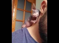 Enlace a Un gato terriblemente adorable