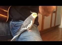 Enlace a El maravilloso dúo de esta cacatúa con su dueño con la guitarra en las manos