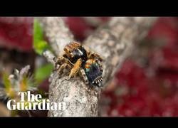 Enlace a Graban en Australia una especia de araña muy parecida a un pavo real