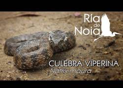 Enlace a La culebra española que imita a la víbora