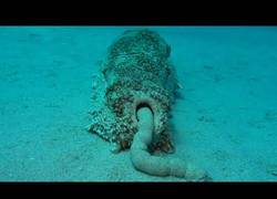 Enlace a El agujero trasero de los pepinos de mar