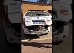 Enlace a Estampida de beagles