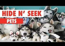 Enlace a Jugando al escondite con animalicos