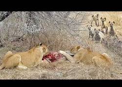 Enlace a Una manada de hienas le roba la comida a dos leones que estaban comiendo tranquilamente