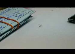 Enlace a El arte de una hormiga para robarse un diamante