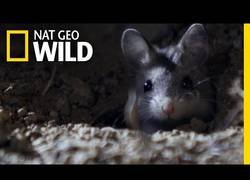 Enlace a El ratón saltamontes parece un adorable animalito pero es un asesino despiadado