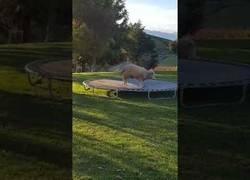 Enlace a La oveja que ama saltar a la cama elástica