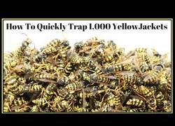 Enlace a La ratonera más efectiva para atrapar unas 1000 avispas en pocas horas