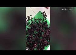 Enlace a La espeluznante alga marina encontrada en el mar de Vietnam