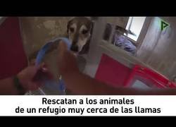 Enlace a Milagroso rescate a animales de un refugio