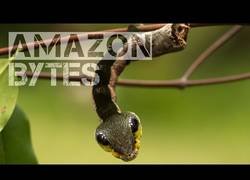 Enlace a ¿Palo, oruga o serpiente?