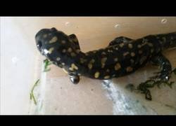 Enlace a La evolución de una salamadra que perdió su patita delantera y así le creció con el tiempo