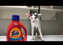 Enlace a El gato que espera que termine la lavadora para meterse dentro