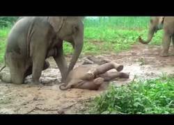 Enlace a El bebé de elefante que está en problemas para salir del barro