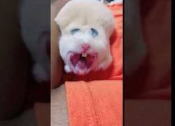 Enlace a No se puede ser más feo que un hamster bostezando