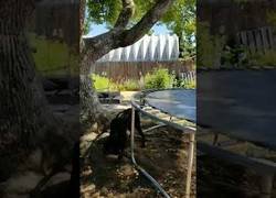 Enlace a Este perro usa una cama elástica a su manera para jugar él solo con una pelota