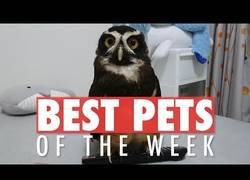 Enlace a Las mascotas más bonitas que hemos visto estos días