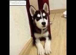 Enlace a El perro que viene con control de volumen incorporado