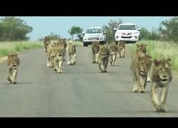 Enlace a La gran manada de leones desfilando en plena carretera
