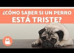 Enlace a Depresión en los perros - Síntomas y qué hacer