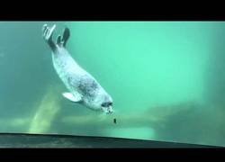 Enlace a La bebé de foca que perseguía a una mariposa