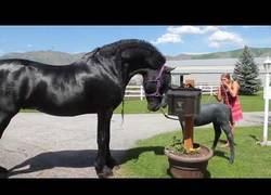 Enlace a A este precioso caballo negro le explota la cabeza al ver una estatua de un pequeño caballo