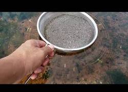 Enlace a La forma más fácil de capturar caracoles usando a una caballa de cebo