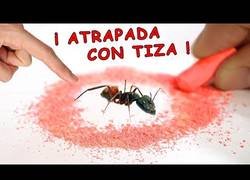 Enlace a Mitos sobre hormigas