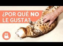 Enlace a ¿Por qué a los gatos NO LES GUSTA que le toquen la panza?