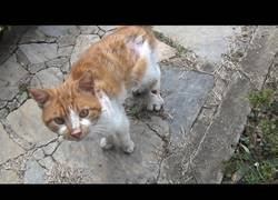 Enlace a Gato pidiendo ayuda tras sufrir una terrible herida en la patita