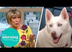 Enlace a Afirma que su perro es vegetariano y hace el ridículo en TV +facepalm