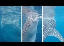 Enlace a Turista se acerca demasiado y casi termina engullido por un tiburón ballena