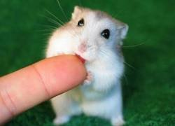 Enlace a Vídeos divertidos de hámsters