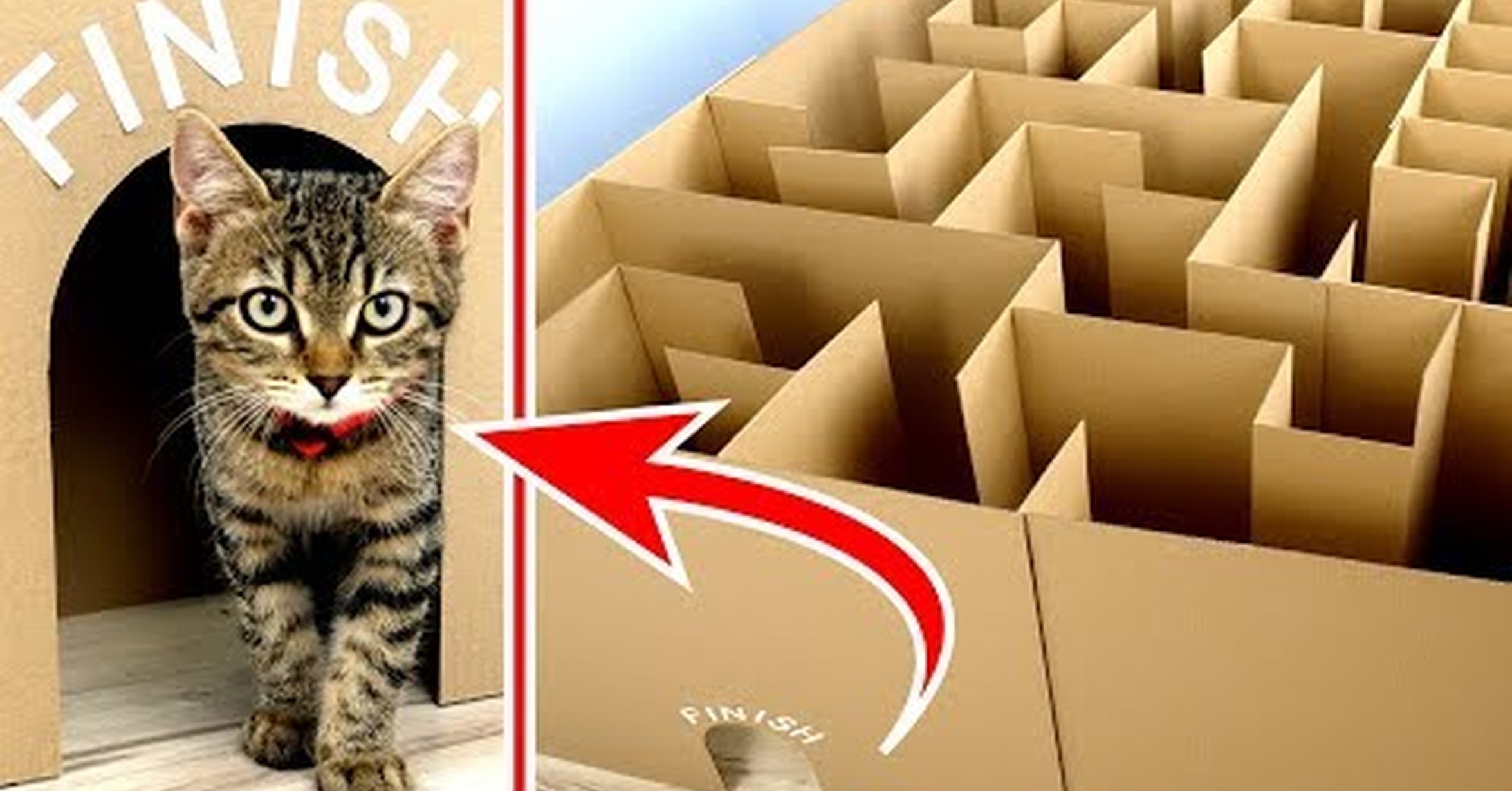 Побег из картонной. Лабиринт для кошки из картона. Лабиринт "кошка". Лабиринт для кота из коробок. Лабиринт коробка для кошек.