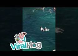 Enlace a Perro disfrutando de sus vacaciones