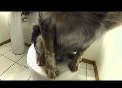 Enlace a Perro haciendo caca en el WC