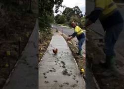 Enlace a Gallina vandálica