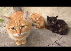 Enlace a Dando de comer a una asustadizos gatos