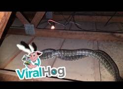 Enlace a Escuchó un ruído en el desván, subió a mirar y se encontró una terrible sorpresa