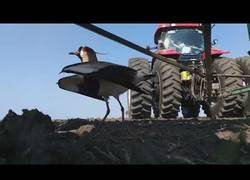 Enlace a Tero protege su nido sin importar cuan grande es el peligro que se acerca