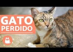 Enlace a Si un gato se pierde, ¿vuelve a casa?