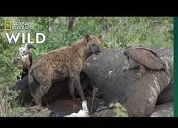 Enlace a Esto es lo que sucede cuando un elefante muere (NATIONAL GEOGRAPHIC VIDEO)