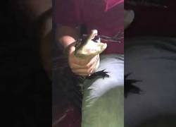 Enlace a Un impresentable juega con un caiman a ver si le muerde... Y le acaba mordiendo un testículo (el karma ya sabéis)